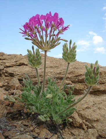 Pelargonium incrassatum reminding about life
